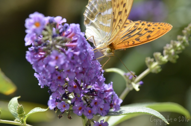 16082019-_DSC9507.jpeg